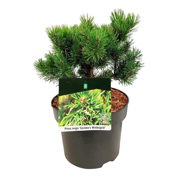 <h4>Pinus mugo 'Carsten's Wintergold'</h4>