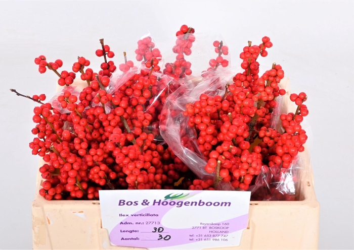 <h4>ILEX VERT.   ...BES</h4>