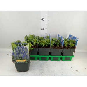 Veronica spicata 'UlsterDwarf Blue'