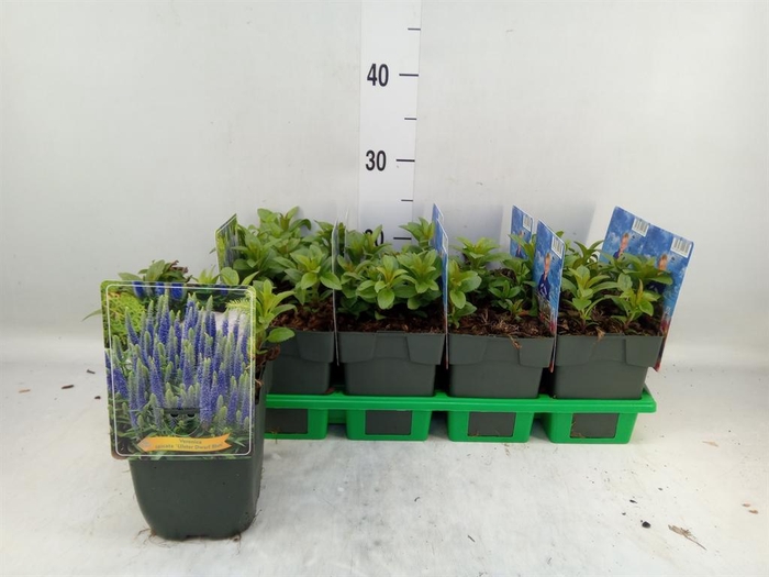 <h4>Veronica spicata 'UlsterDwarf Blue'</h4>