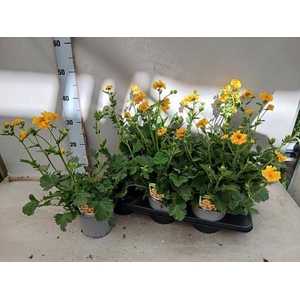 GEUM LADY STRATHEDEN
