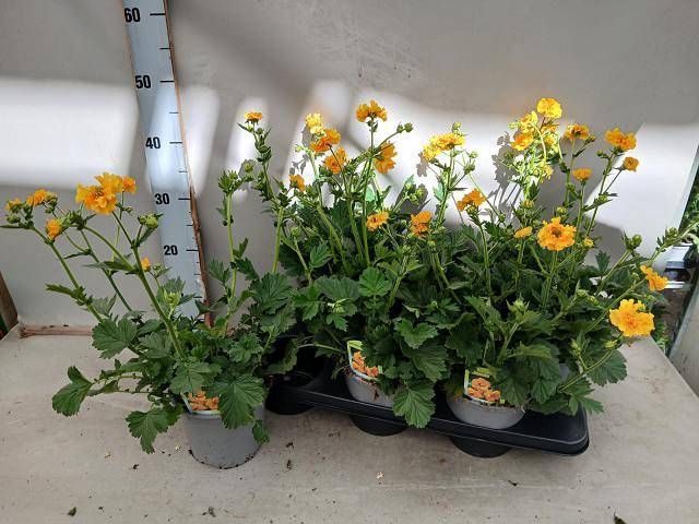 <h4>GEUM LADY STRATHEDEN</h4>