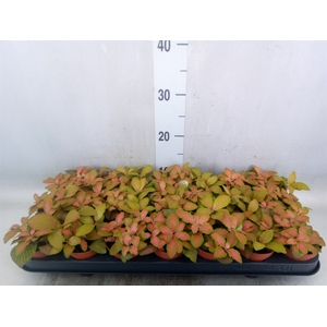 Fittonia   ...