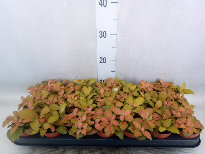 <h4>Fittonia   ...</h4>