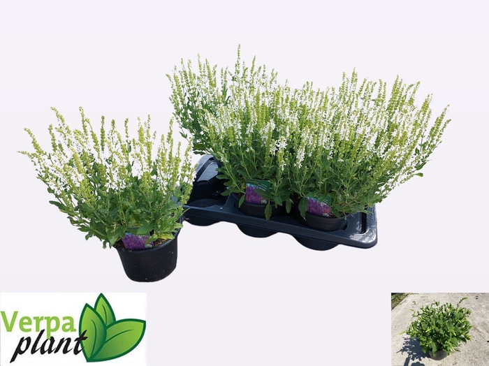 <h4>SALVIA NE SCHNEEHUGE</h4>