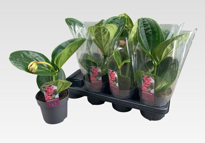 <h4>MEDIN MAG LAMBADA</h4>