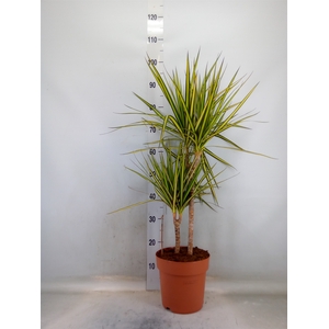 Dracaena marg. 'Sunray'