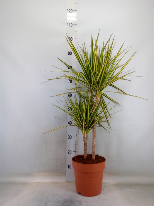 <h4>Dracaena marg. 'Sunray'</h4>