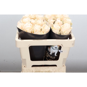 Wax-Rozen Wax Oceana 50cm