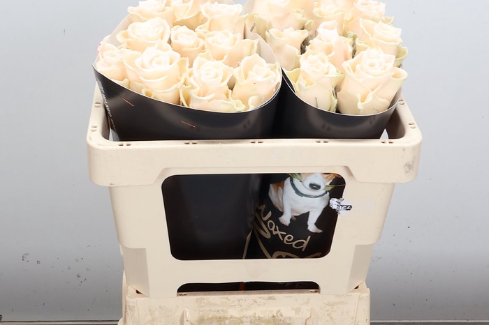 <h4>Wax-Rozen Wax Oceana 50cm</h4>