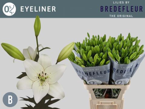 LI LA EYELINER