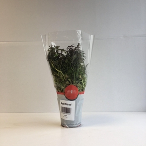 Mosterdfrills Rood P9