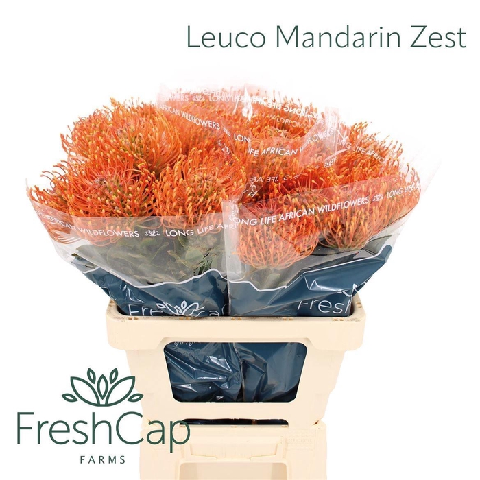 <h4>LEUCO AYOBA MAN ZEST</h4>
