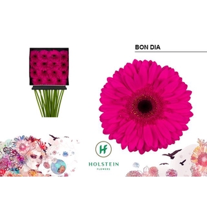 Gerbera Bon Dia Diamond per kaart