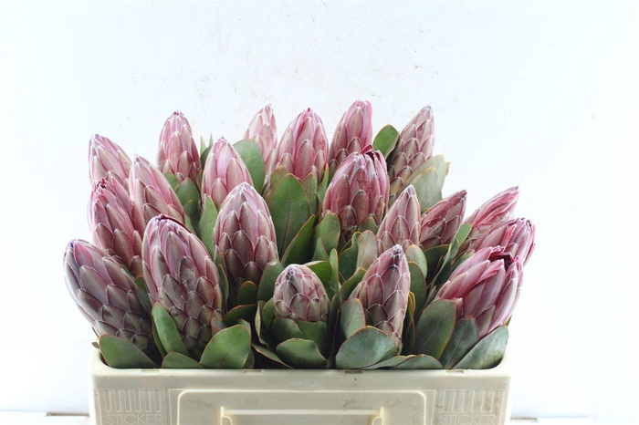<h4>Protea Sharonet</h4>