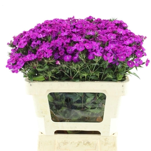 DI BARB AM NEON PURP