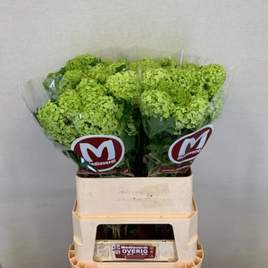 Viburnum L.80 2-4 flowers