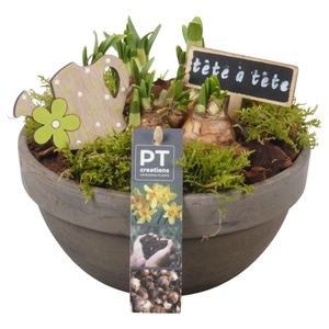 Arr. Narcissus Tete Tete L%