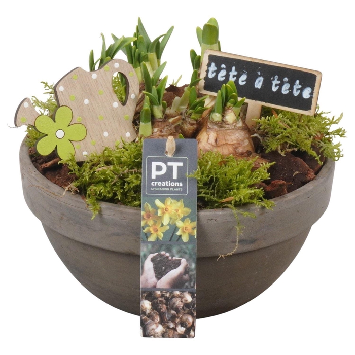 <h4>Arr.  Narcissus Tete Tete L%</h4>