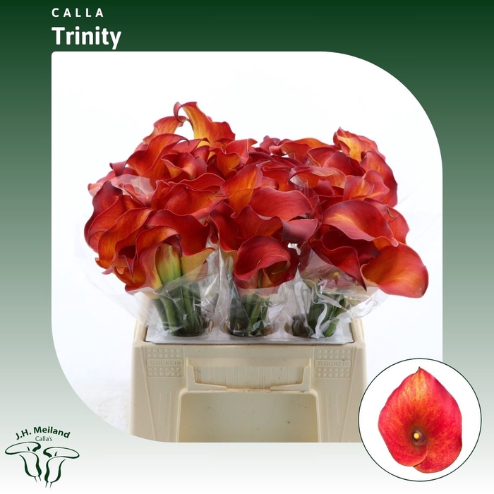 <h4>Calla Trinity</h4>