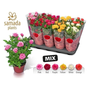 Rosa Star Roses mix