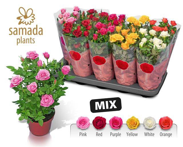 <h4>Rosa Star Roses mix</h4>