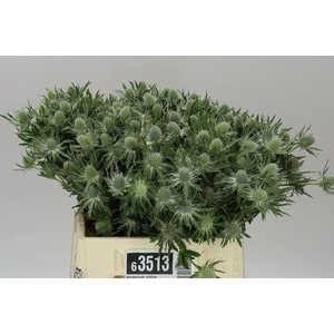 Eryngium Sirius