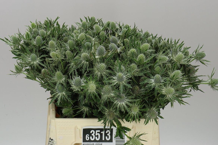 <h4>Eryngium Sirius</h4>