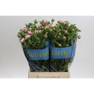 RAN BUTTERFLY HERA 30GR