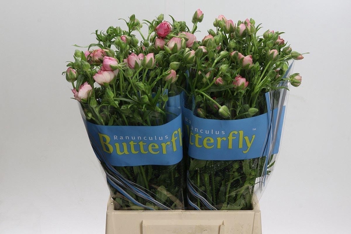 <h4>RAN BUTTERFLY HERA 30GR</h4>