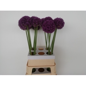 ALLIUM AMBASSADOR