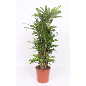 Dracaena