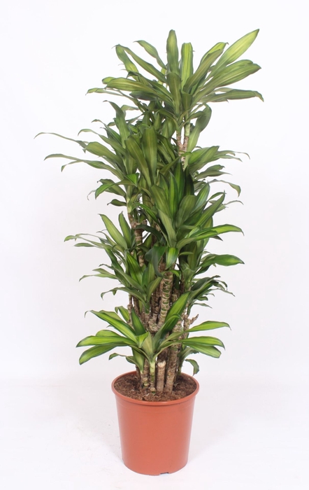 <h4>Dracaena</h4>