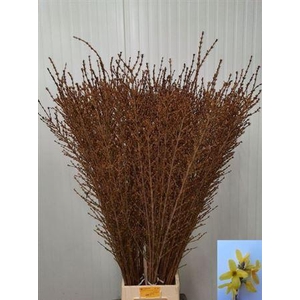 Forsythia I Spectabilis