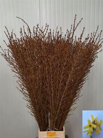 <h4>Forsythia Stems</h4>