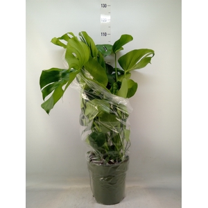 Monstera delic.