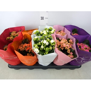 Kalanchoe blos.   ..rosebud rs fl 5