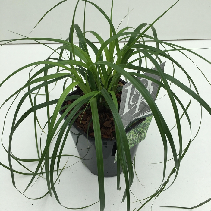 <h4>Graminées Carex 'Evergreen'</h4>