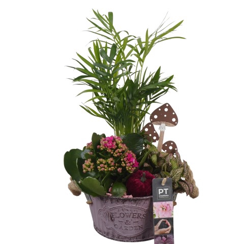 <h4>PTHI5328 Arrangementen kamerplanten</h4>