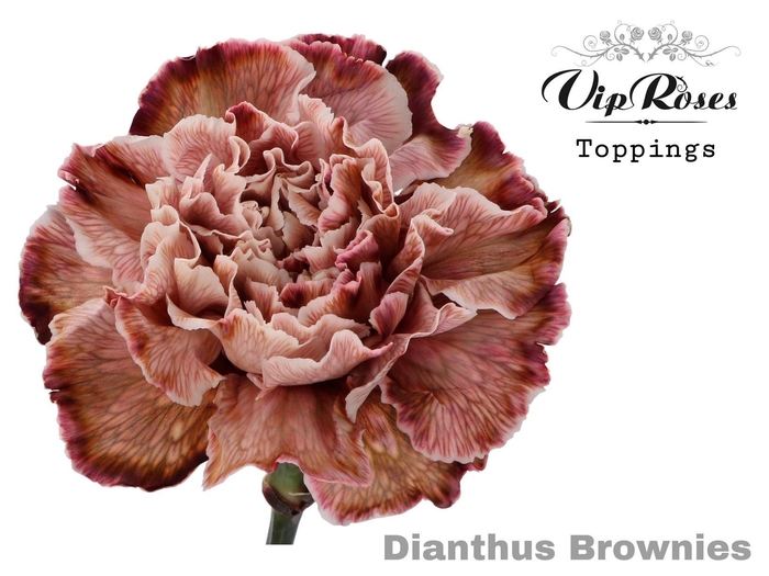 <h4>Dian. ST. DYED Brownie</h4>
