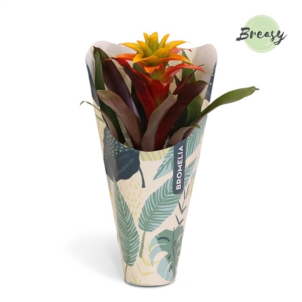 <h4>Guzmania Fiero Yellow - 12cm in Jungle kraft | Mimesis</h4>