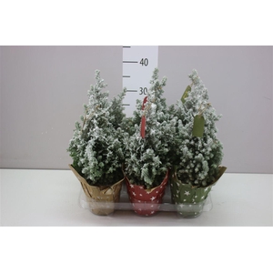 Chamaecyparis Th Top Point Snow Potcover Paper