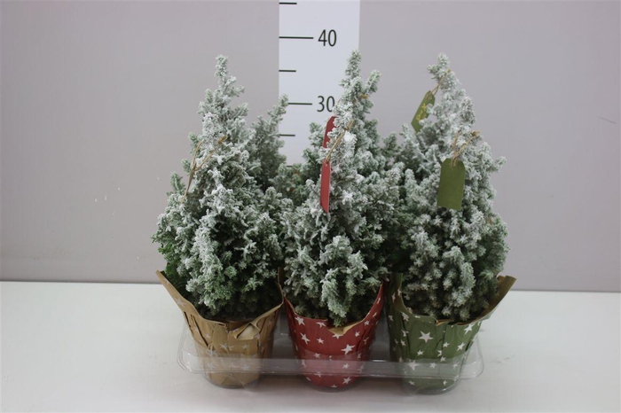 <h4>Chamaecyparis Th Top Point Snow Potcover Paper</h4>