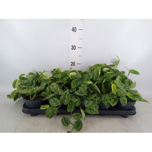 Scindapsus pictus 'Argyraeus'