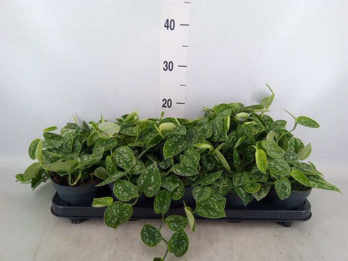 <h4>Scindapsus pictus 'Argyraeus'</h4>