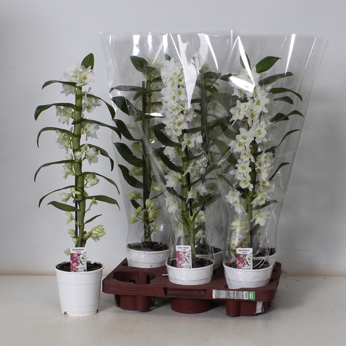 <h4>DEND NOBILE</h4>