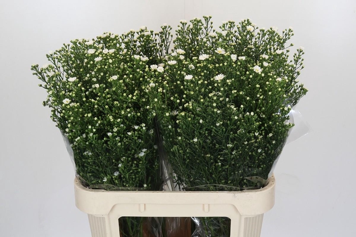 <h4>Aster Paquita</h4>