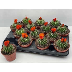 CACTUS BLOEIEND