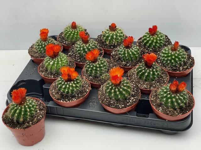 <h4>CACTUS BLOEIEND</h4>
