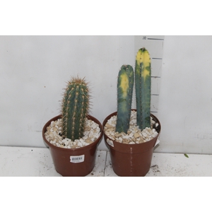 CACTUS VARIADO P15